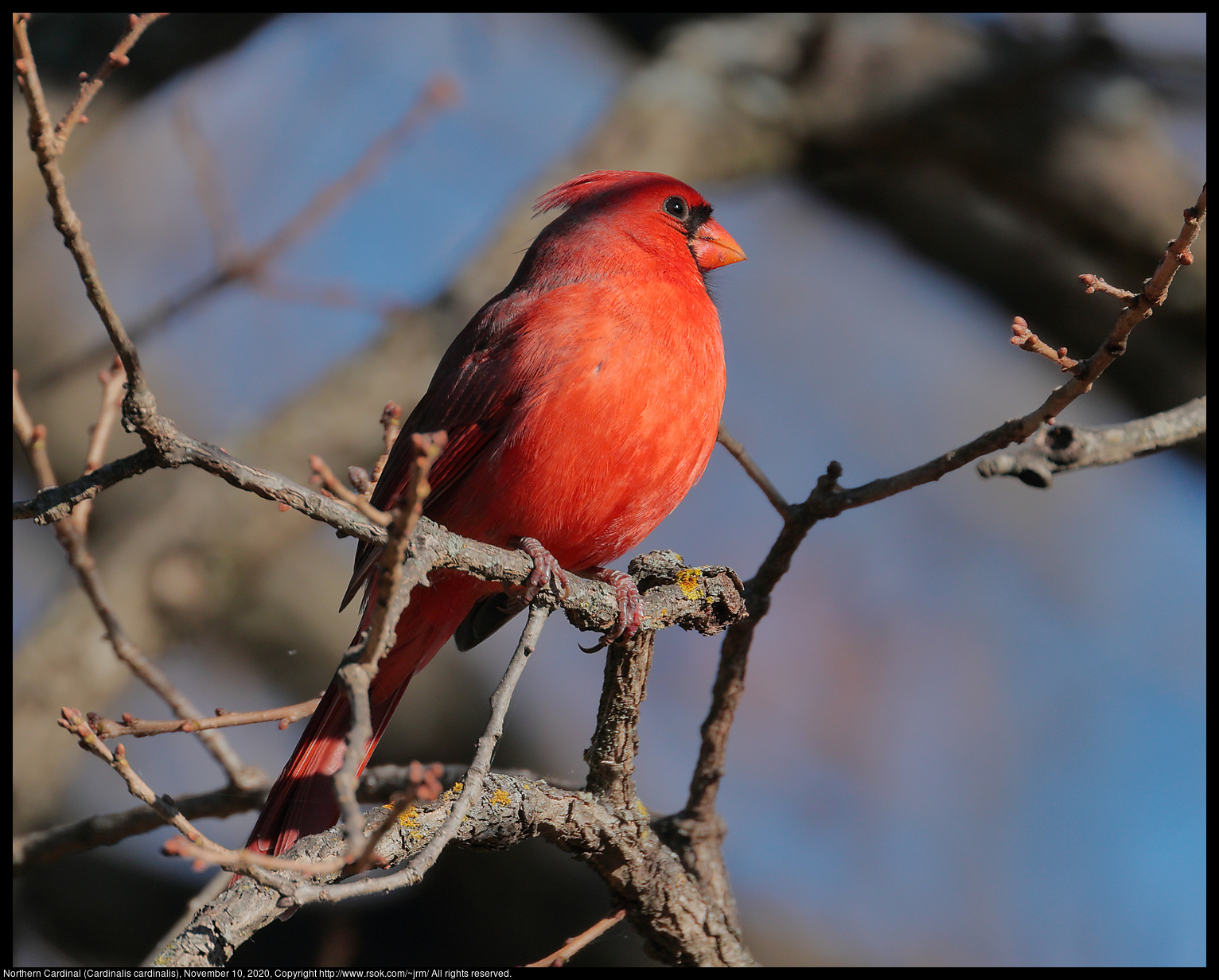 Northern Cardinal (Cardinalis cardinalis), November 10, 2020