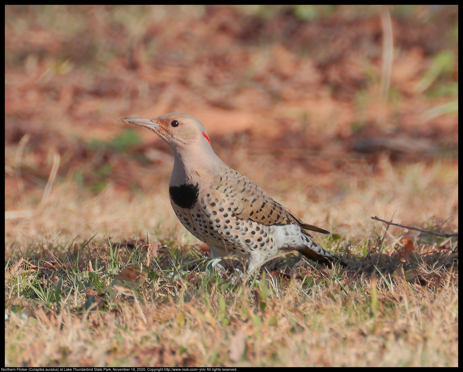 Northern Flicker (Colaptes auratus) at Lake Thunderbird State Park, November 16, 2020