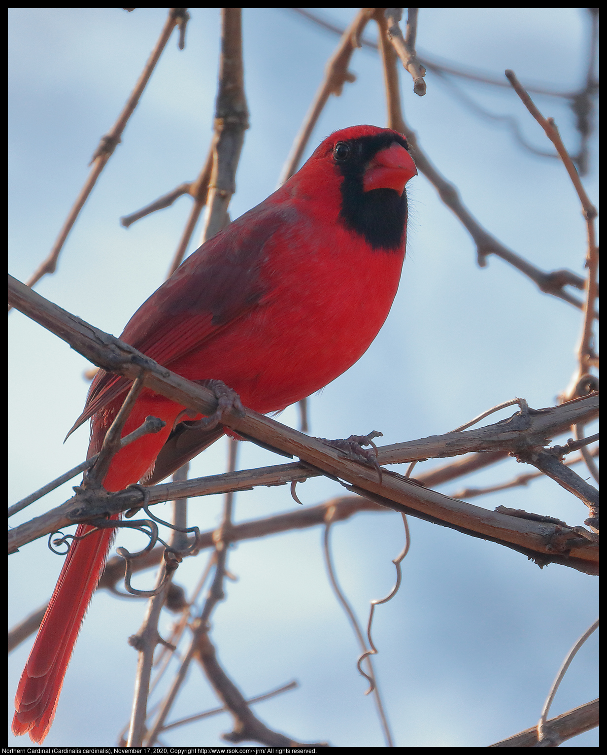 Northern Cardinal (Cardinalis cardinalis), November 17, 2020
