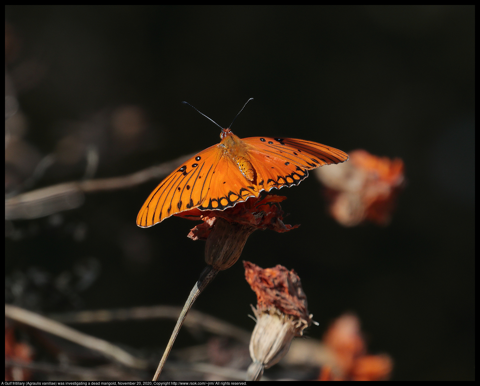 A Gulf fritillary (Agraulis vanillae) was investigating a dead marigold, November 20, 2020