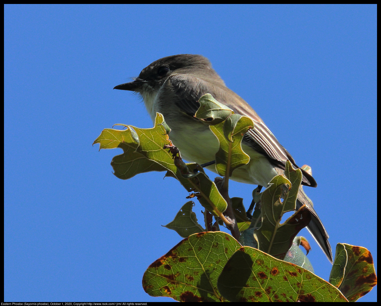 Eastern Phoebe (Sayornis phoebe), October 1, 2020