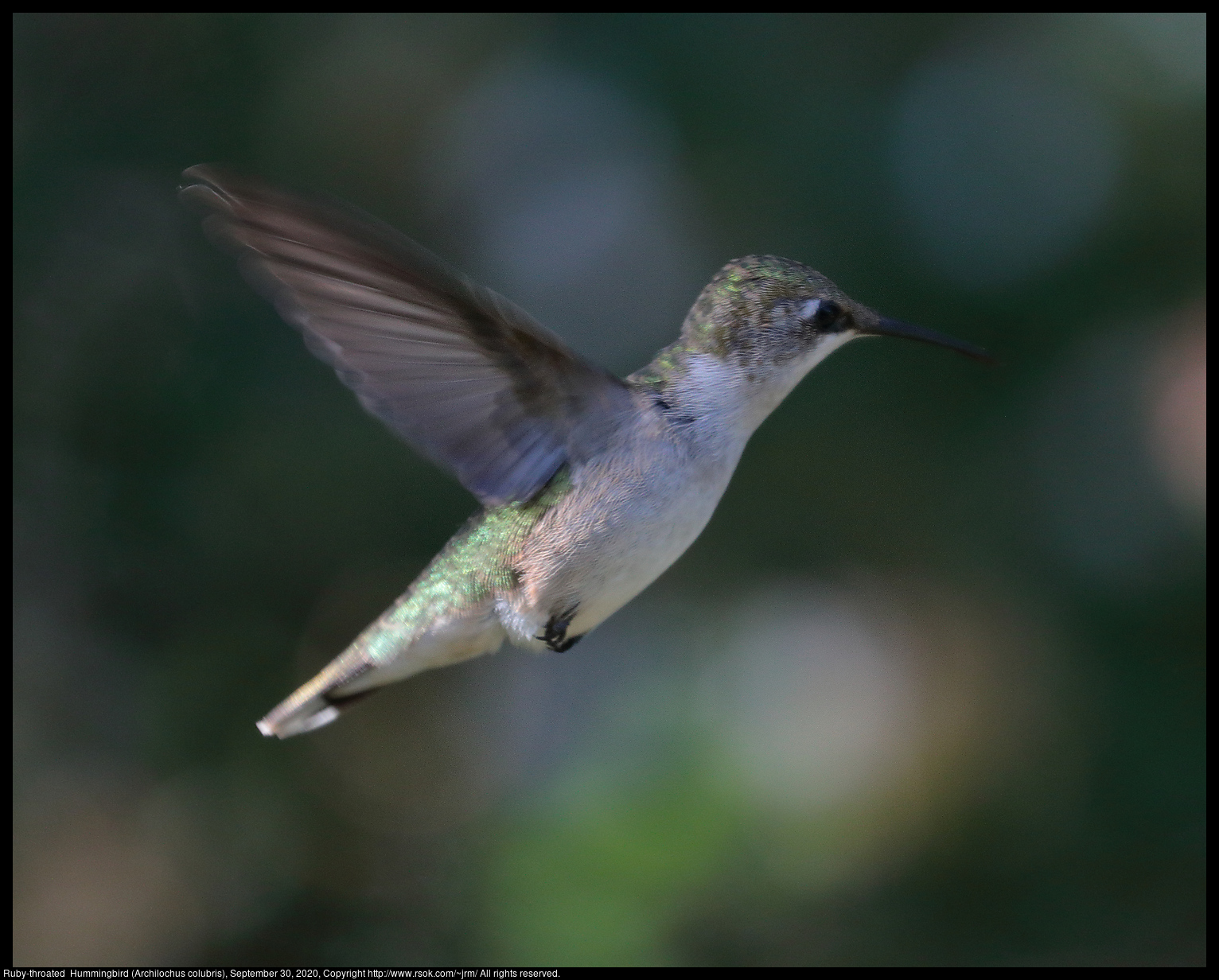 Ruby-throated  Hummingbird (Archilochus colubris), September 30, 2020