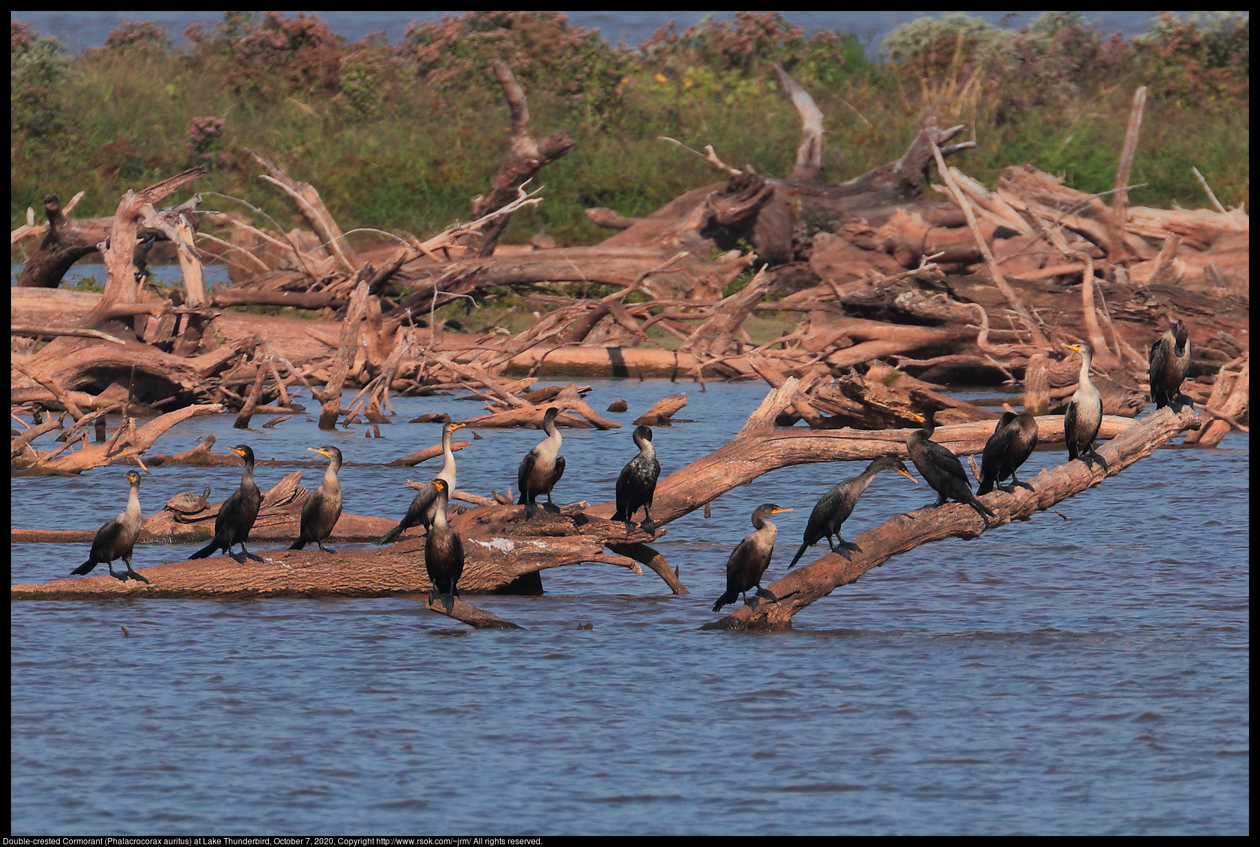 Double-crested Cormorant (Phalacrocorax auritus) at Lake Thunderbird, October 7, 2020