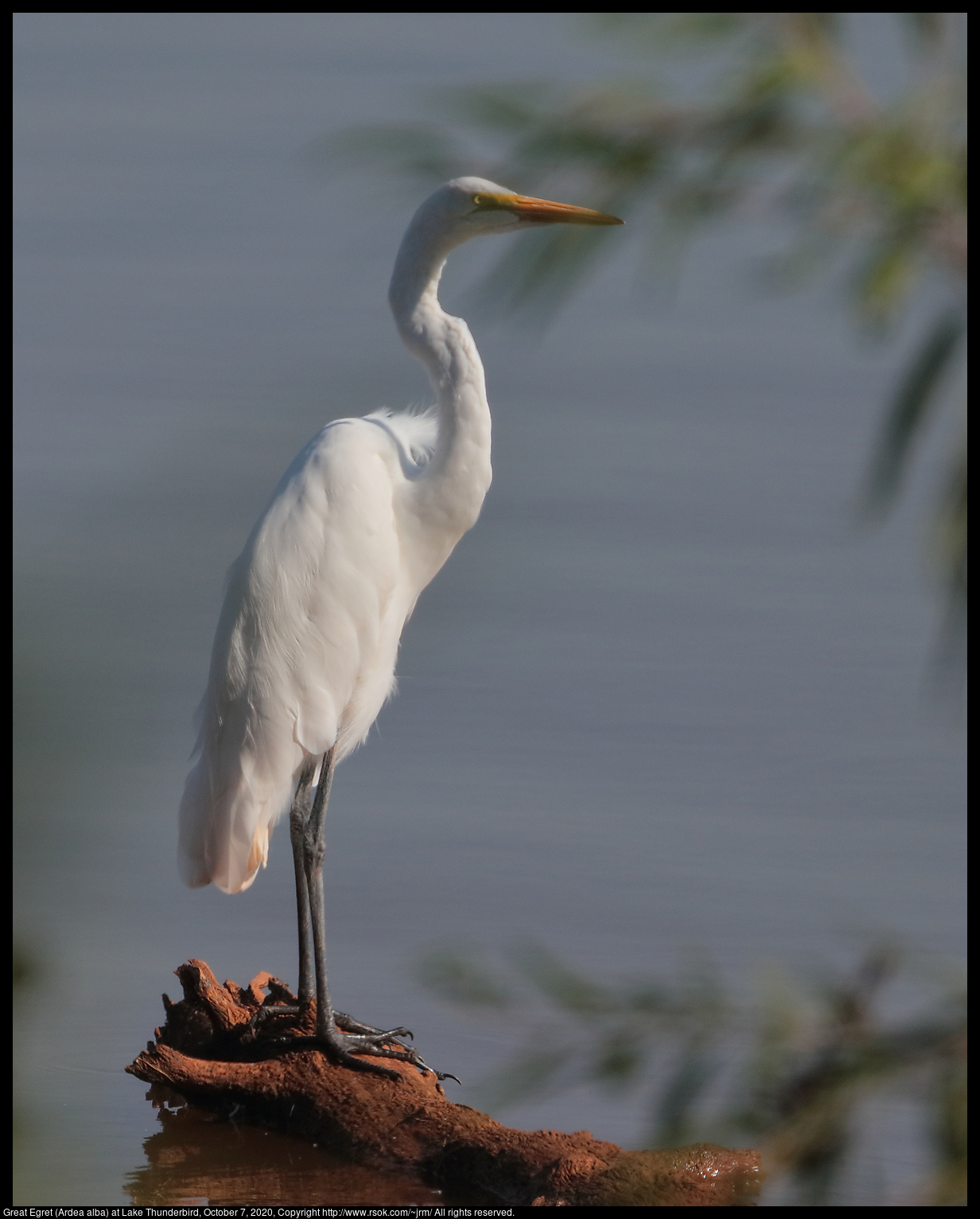 Great Egret (Ardea alba) at Lake Thunderbird, October 7, 2020