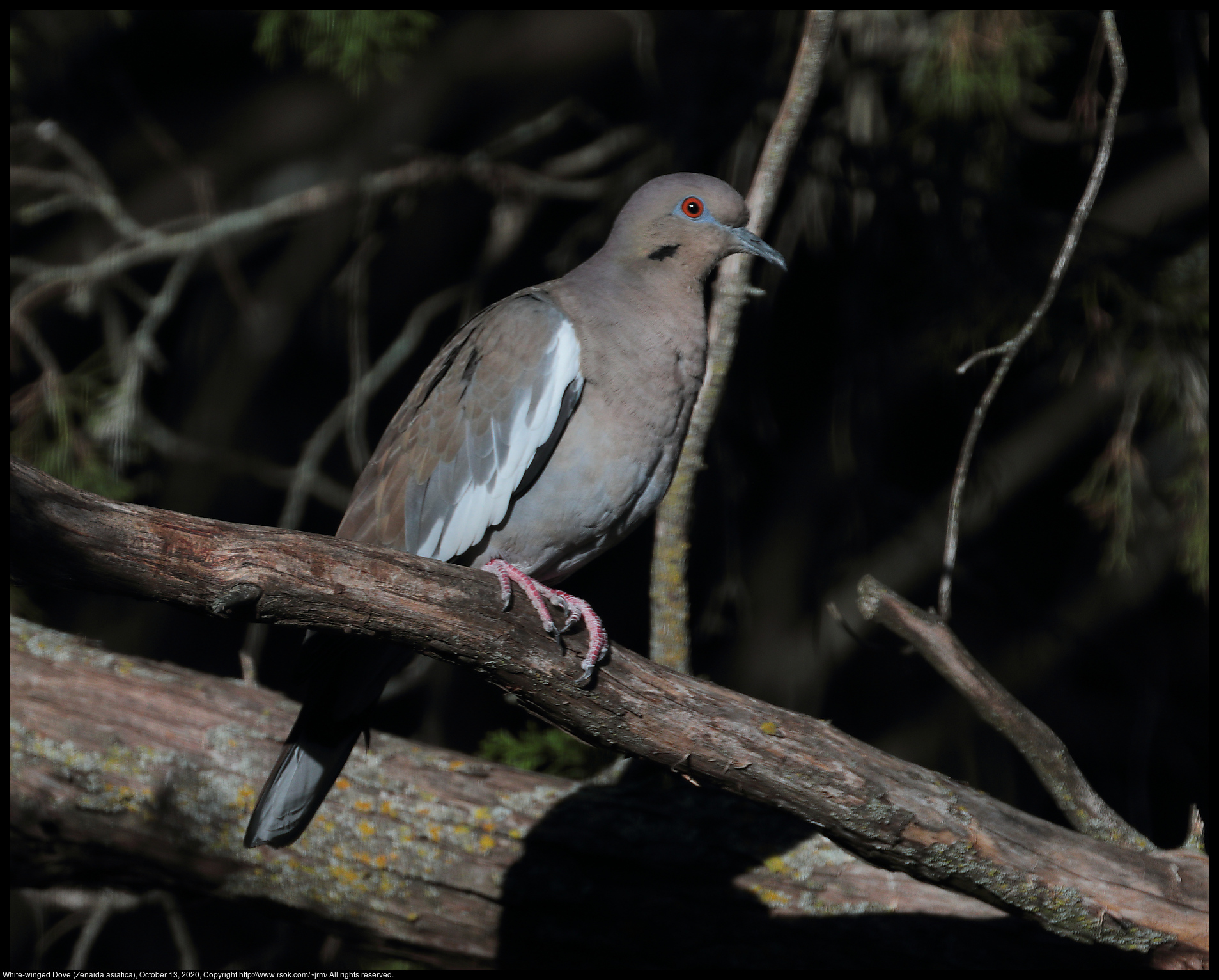 White-winged Dove (Zenaida asiatica), October 13, 2020