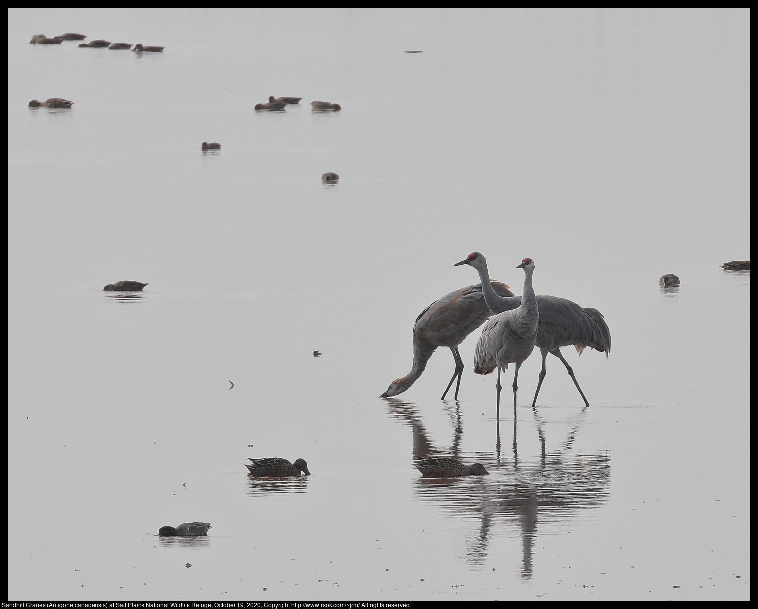 Sandhill Cranes (Antigone canadensis) at Salt Plains National Wildlife Refuge, October 19, 2020