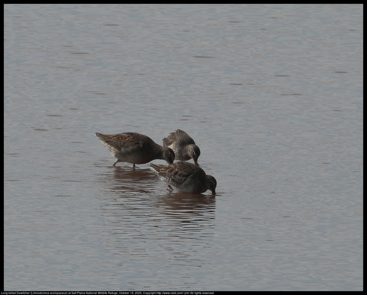 Long-billed Dowitcher (Limnodromus scolopaceus) at Salt Plains National Wildlife Refuge, October 19, 2020