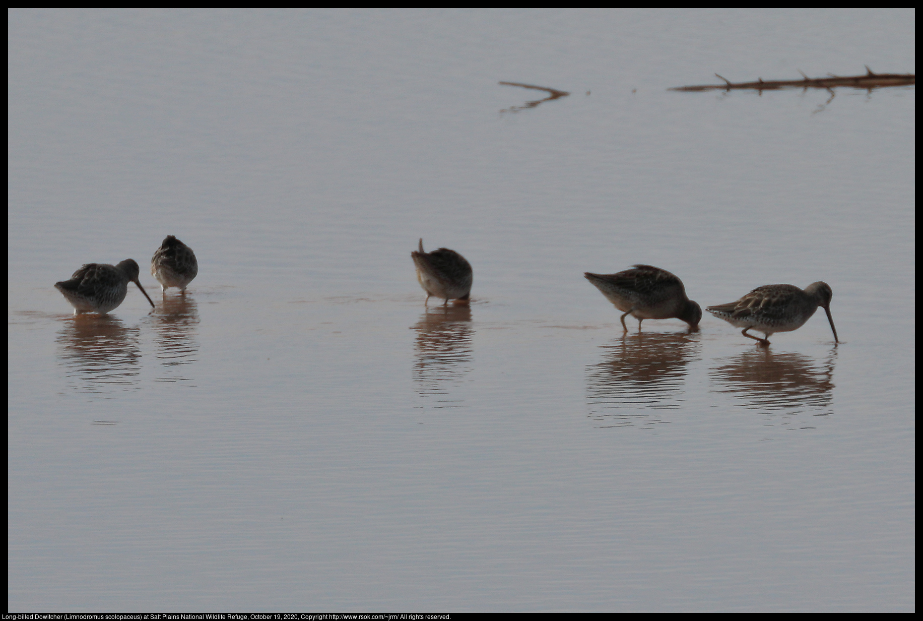 Long-billed Dowitcher (Limnodromus scolopaceus) at Salt Plains National Wildlife Refuge, October 19, 2020