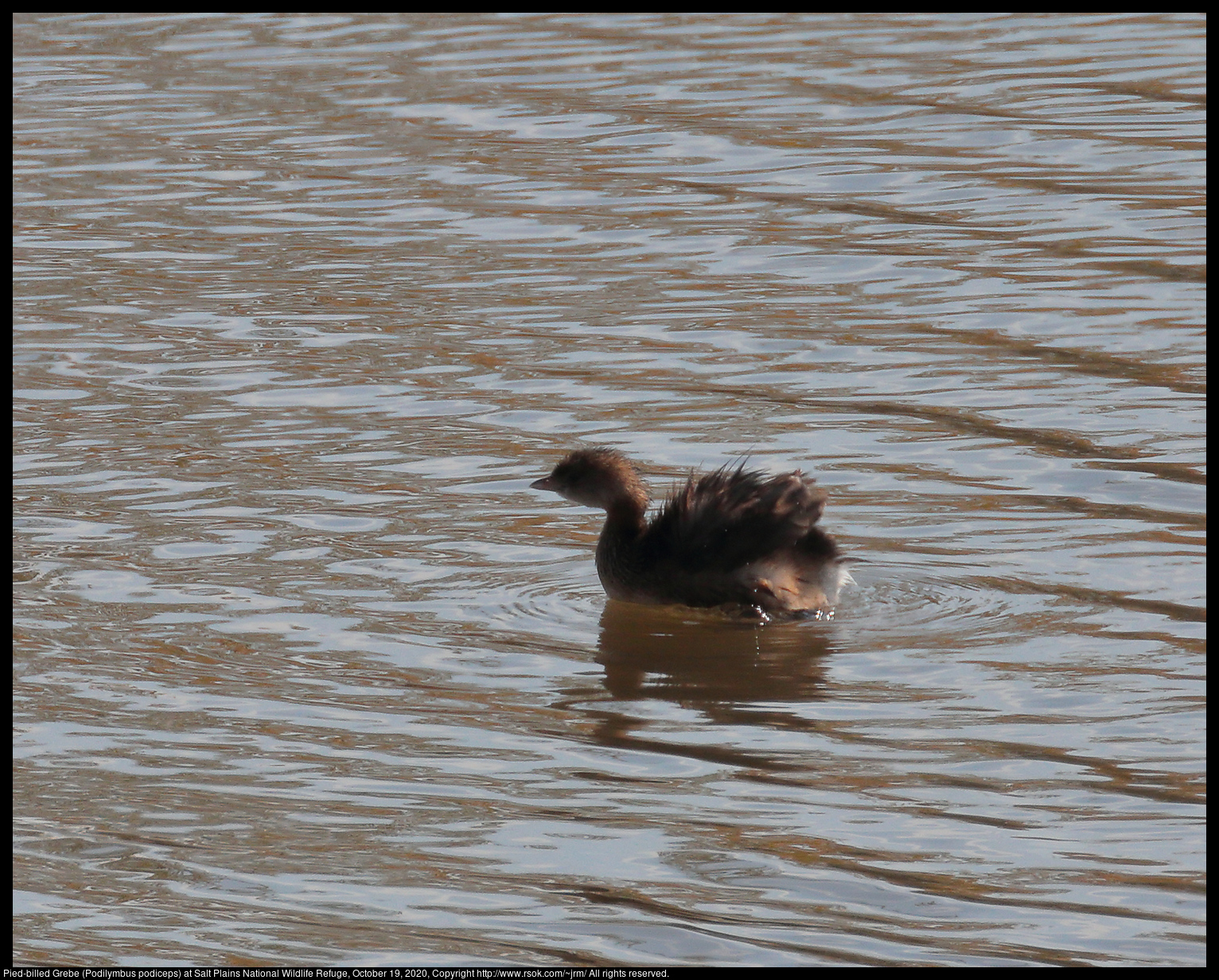 Pied-billed Grebe (Podilymbus podiceps) at Salt Plains National Wildlife Refuge, October 19, 2020