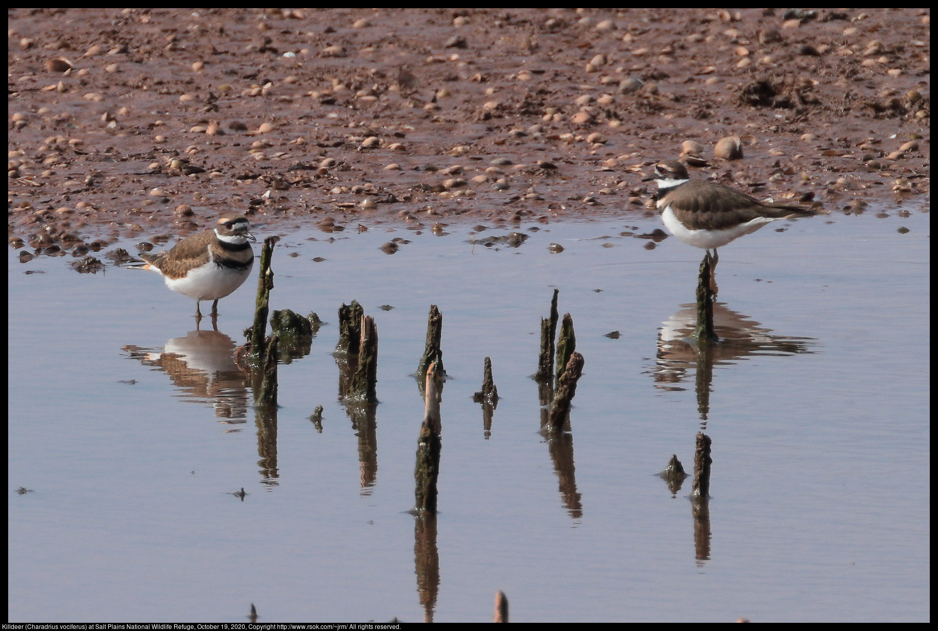 Killdeer (Charadrius vociferus) at Salt Plains National Wildlife Refuge, October 19, 2020