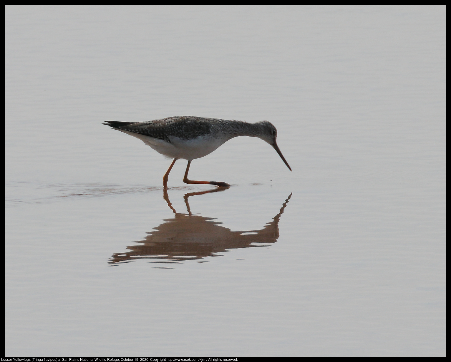 Lesser Yellowlegs (Tringa flavipes) at Salt Plains National Wildlife Refuge, October 19, 2020