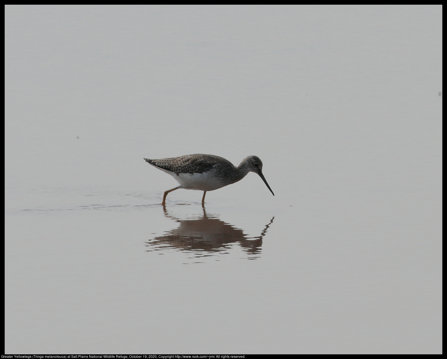 Greater Yellowlegs (Tringa melanoleuca) at Salt Plains National Wildlife Refuge, October 19, 2020