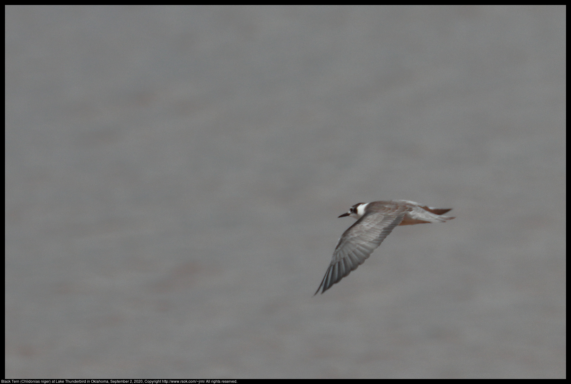 Black Tern (Chlidonias niger) at Lake Thunderbird in Oklahoma, September 2, 2020