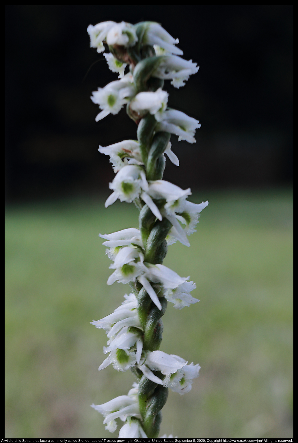 A wild orchid Spiranthes lacera commonly called Slender Ladies's Tresses growing in Oklahoma, United States, September 5, 2020
