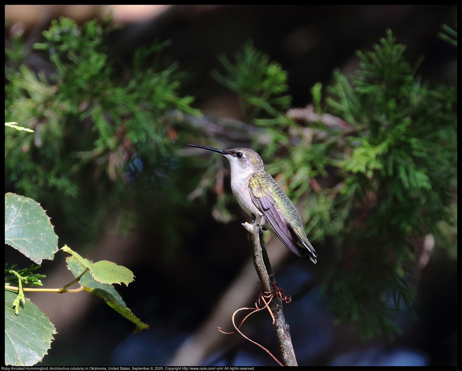 Ruby-throated Hummingbird (Archilochus colubris) in Oklahoma, United States, September 8, 2020