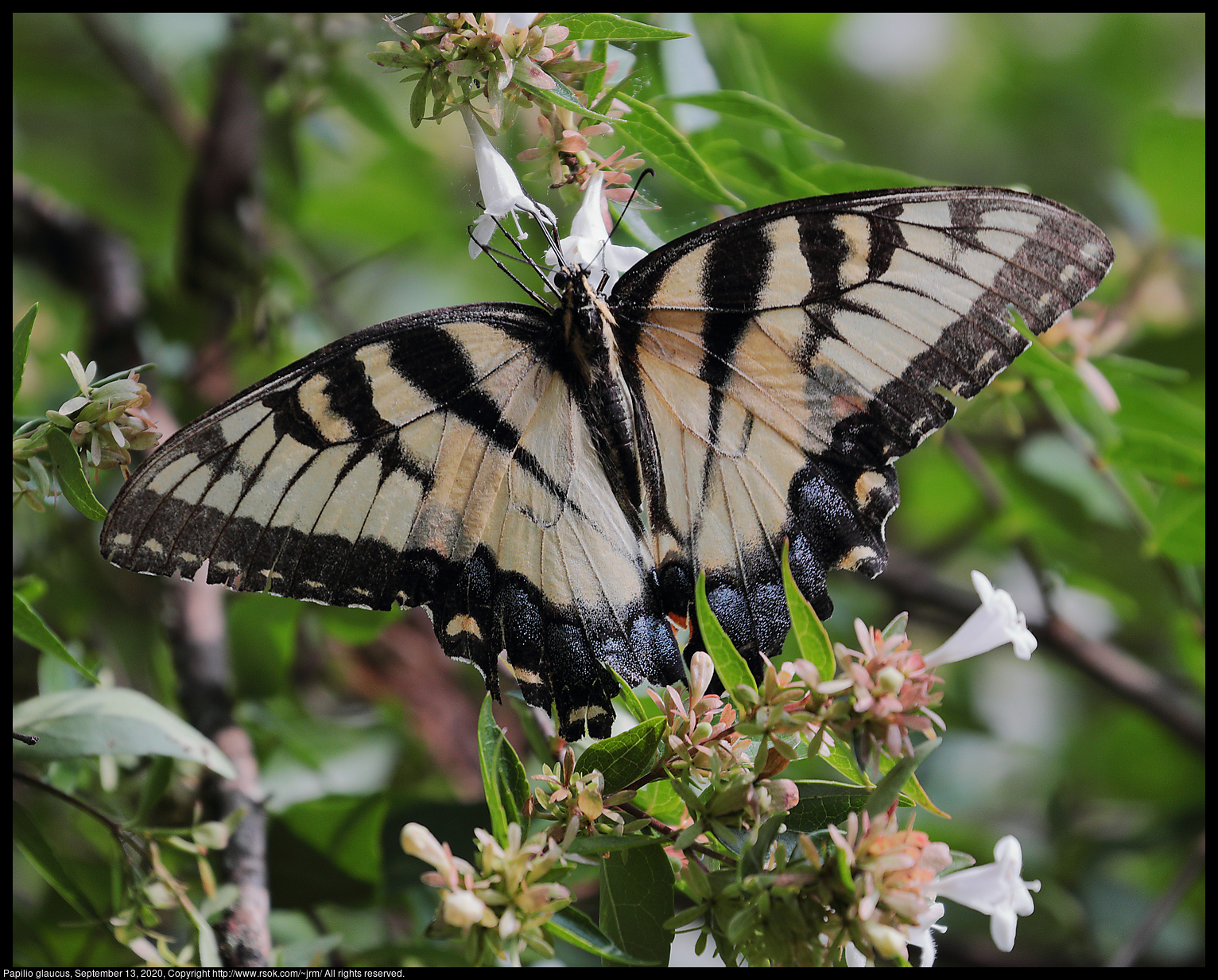 Papilio glaucus, September 13, 2020