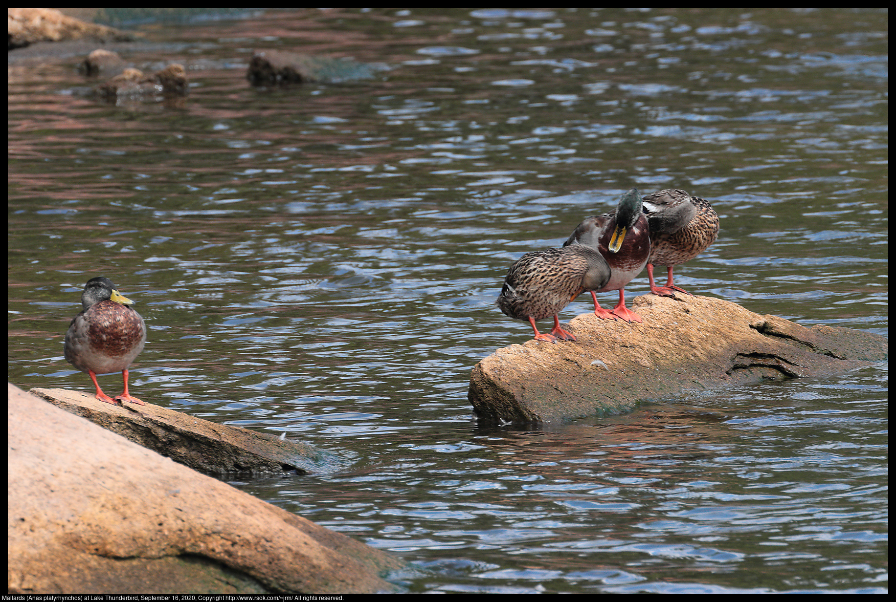 Mallards (Anas platyrhynchos) at Lake Thunderbird, September 16, 2020