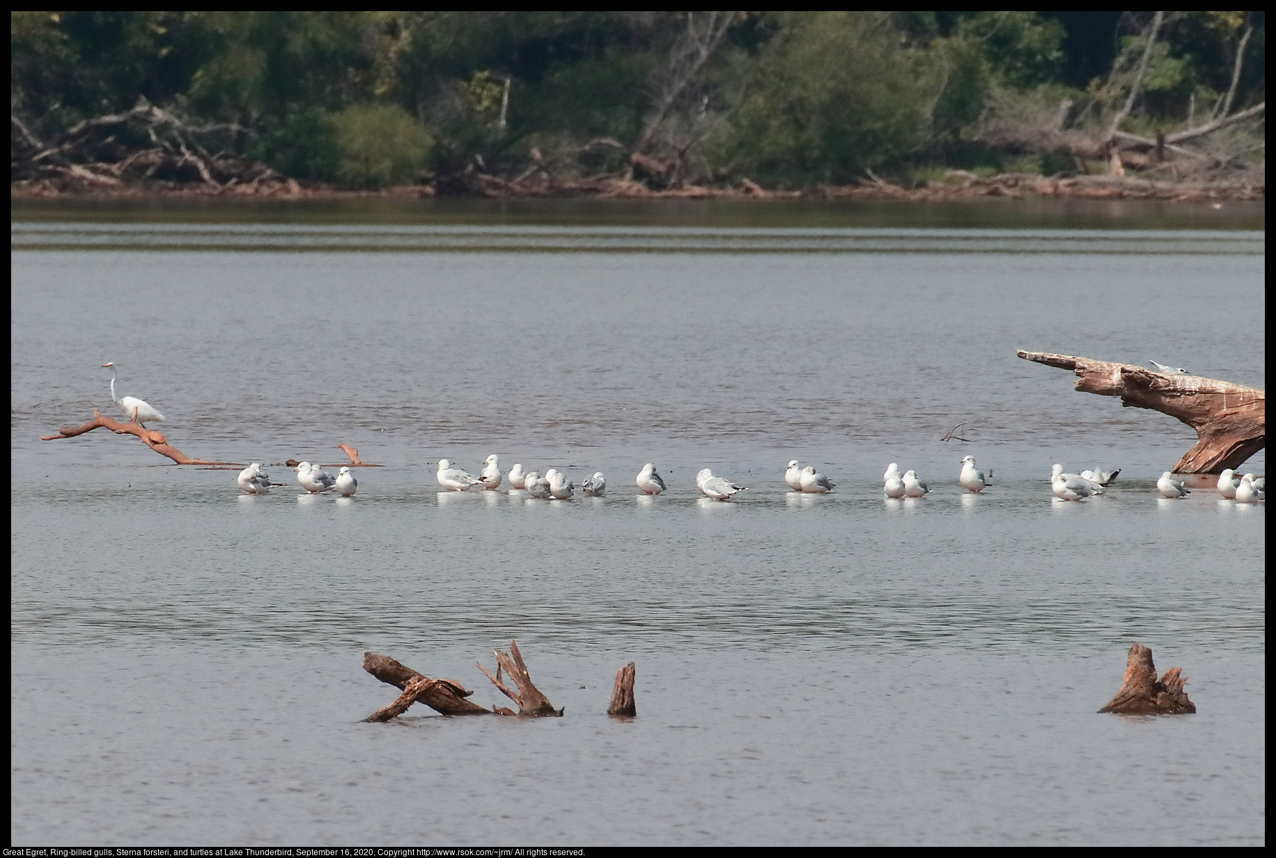 Great Egret, Ring-billed gulls, Sterna forsteri, and turtles at Lake Thunderbird, September 16, 2020