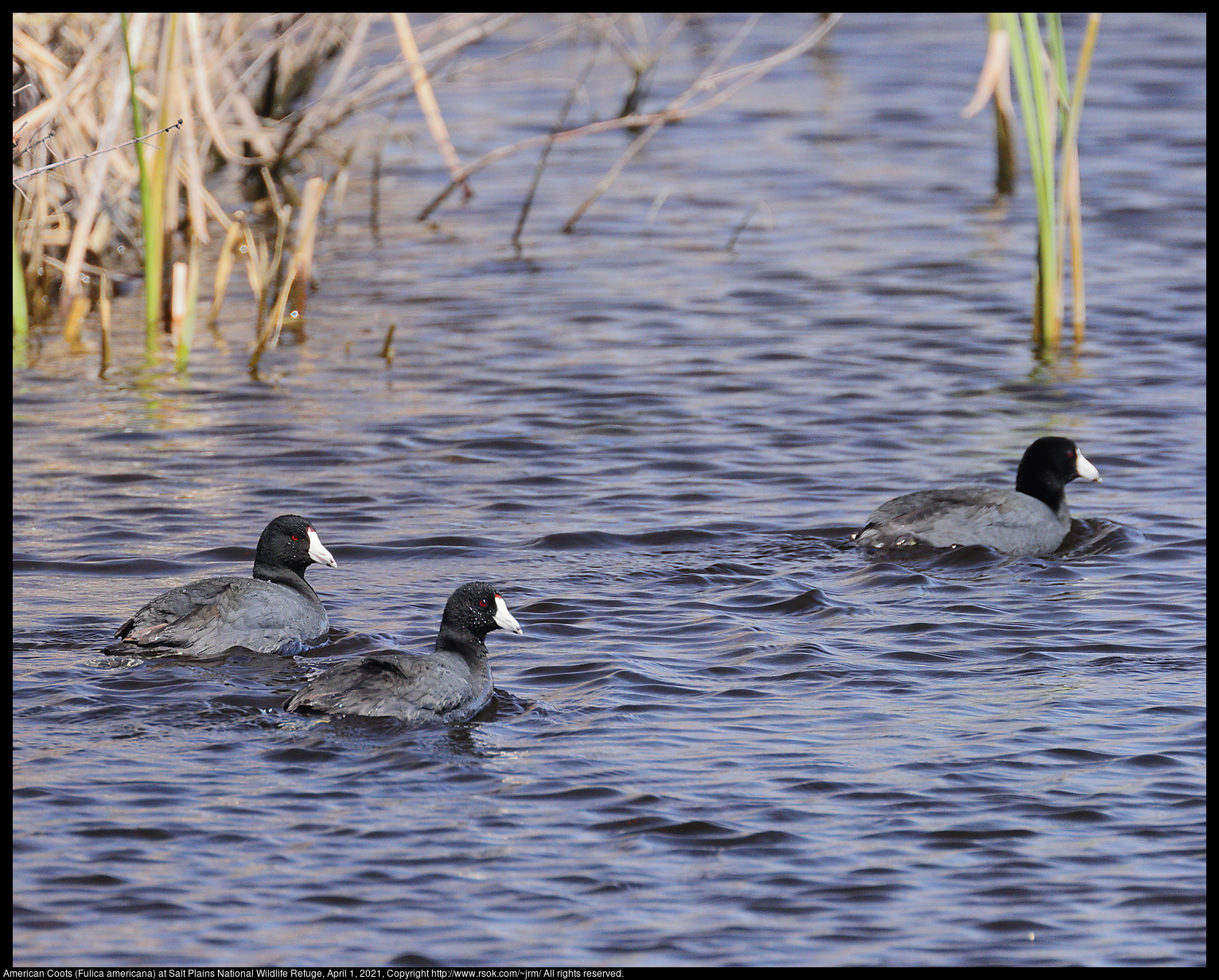 American Coots (Fulica americana) at Salt Plains National Wildlife Refuge, April 1, 2021