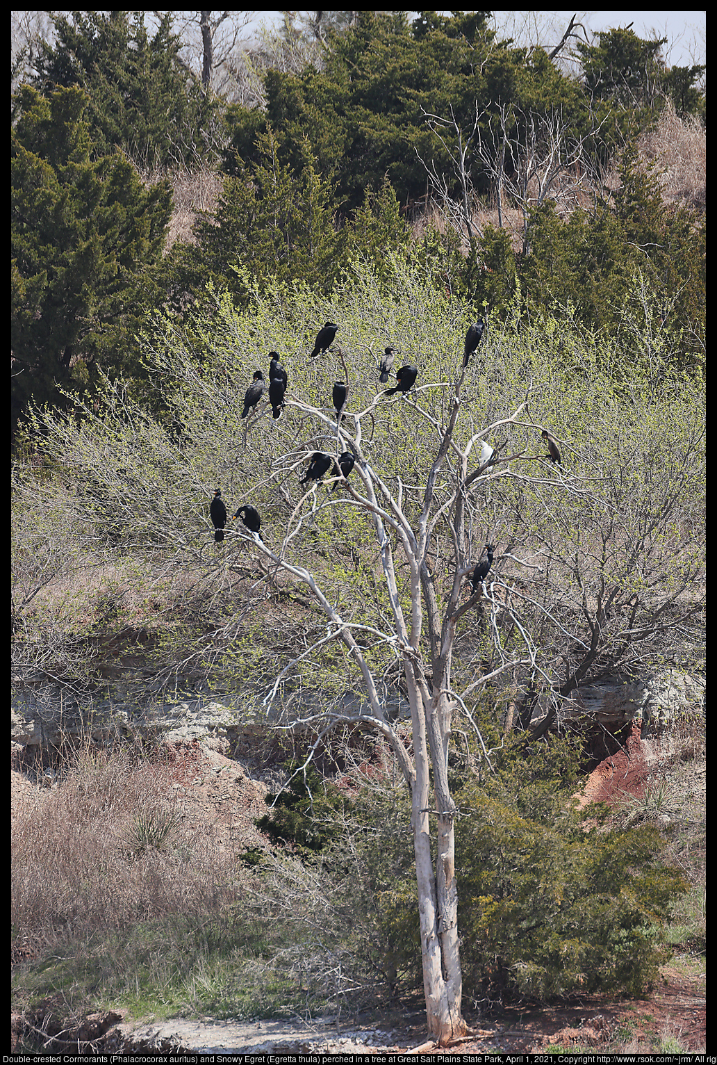 Double-crested Cormorants (Phalacrocorax auritus) and Snowy Egret (Egretta thula) perched in a tree at Great Salt Plains State Park, April 1, 2021