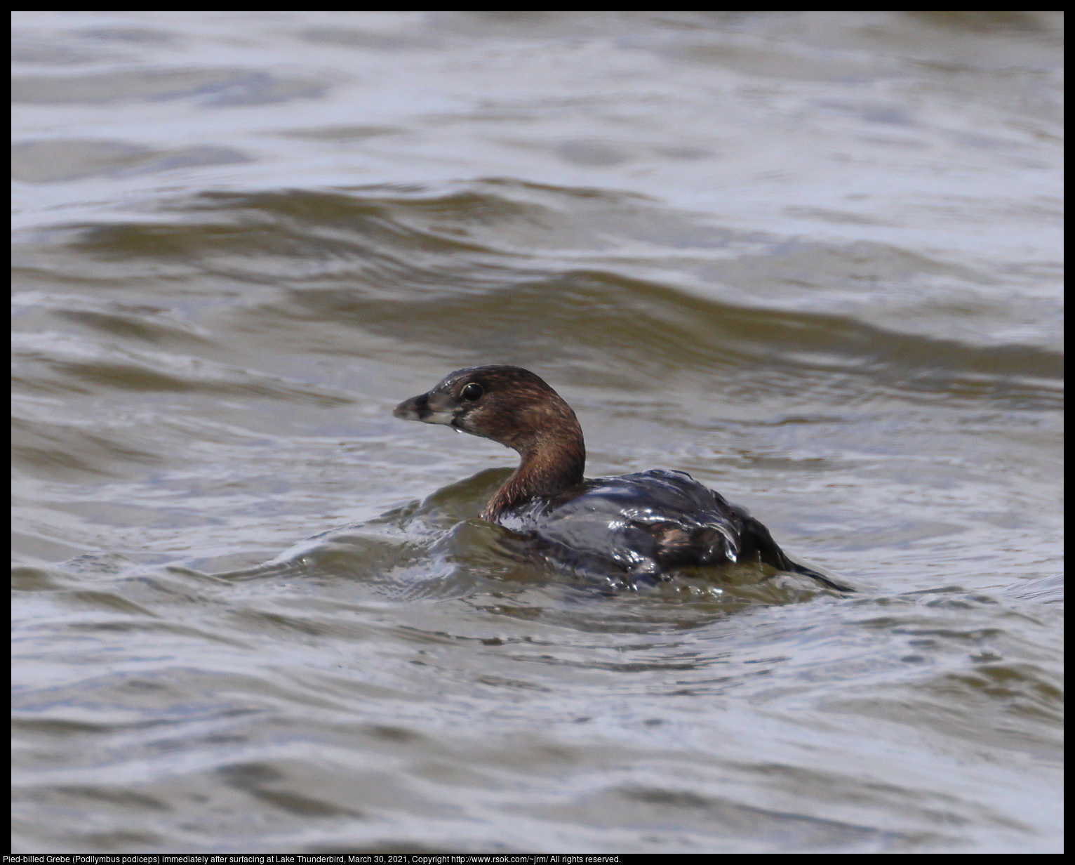 Pied-billed Grebe (Podilymbus podiceps) immediately after surfacing at Lake Thunderbird, March 30, 2021