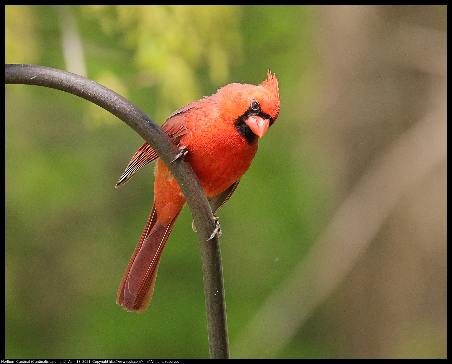 Northern Cardinal (Cardinalis cardinalis), April 18, 2021