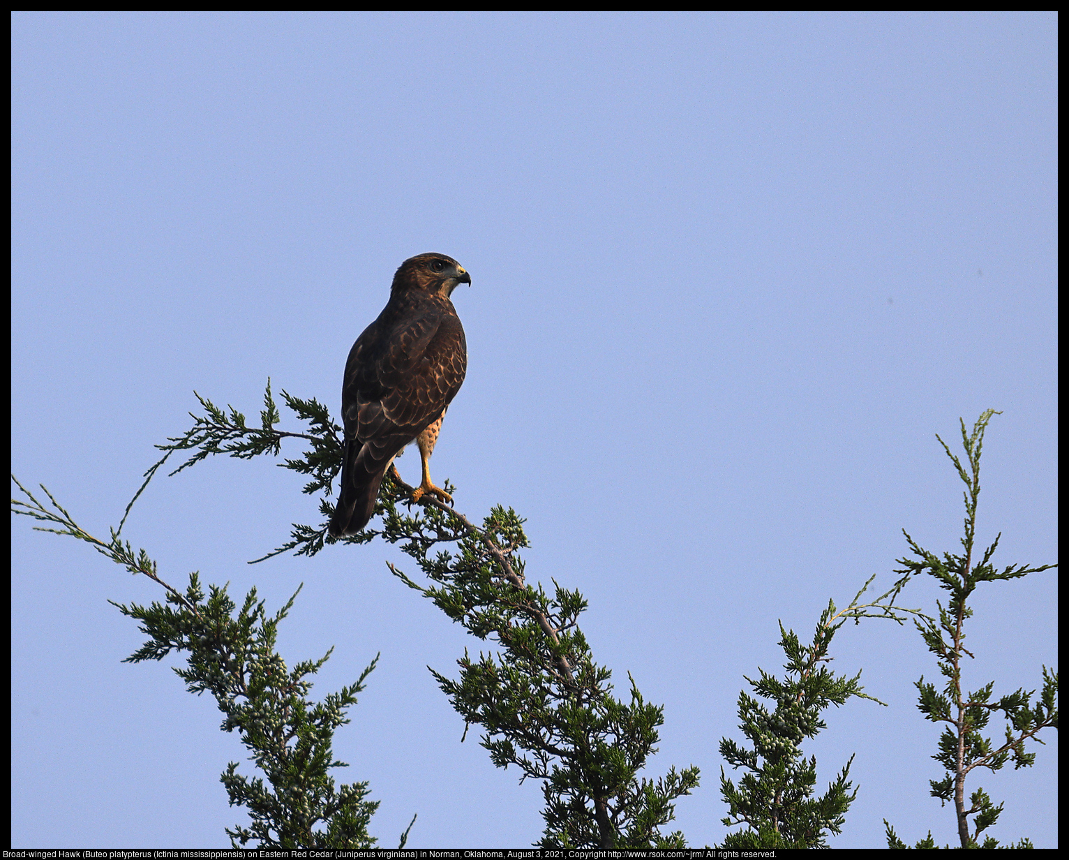 Broad-winged Hawk (Buteo platypterus) on Eastern Red Cedar (Juniperus virginiana) in Norman, Oklahoma, August 3, 2021