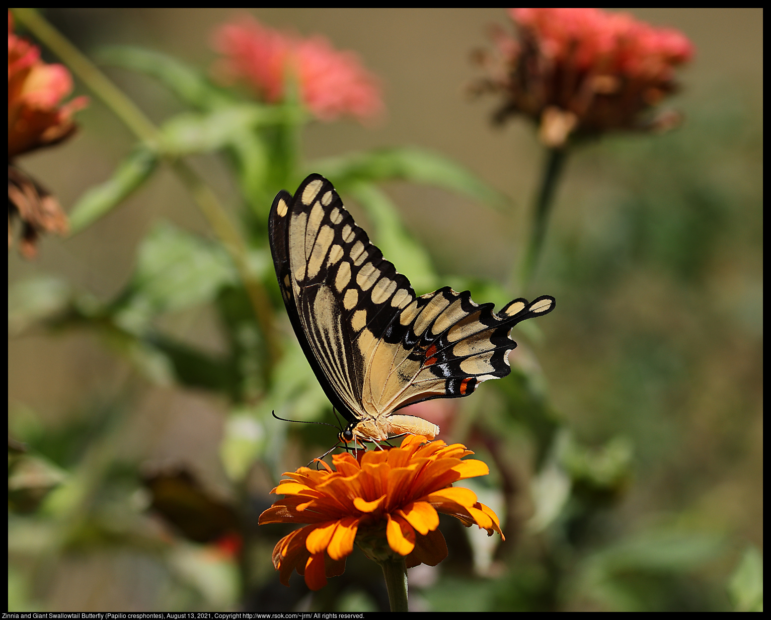 Zinnia and Giant Swallowtail Butterfly (Papilio cresphontes), August 13, 2021