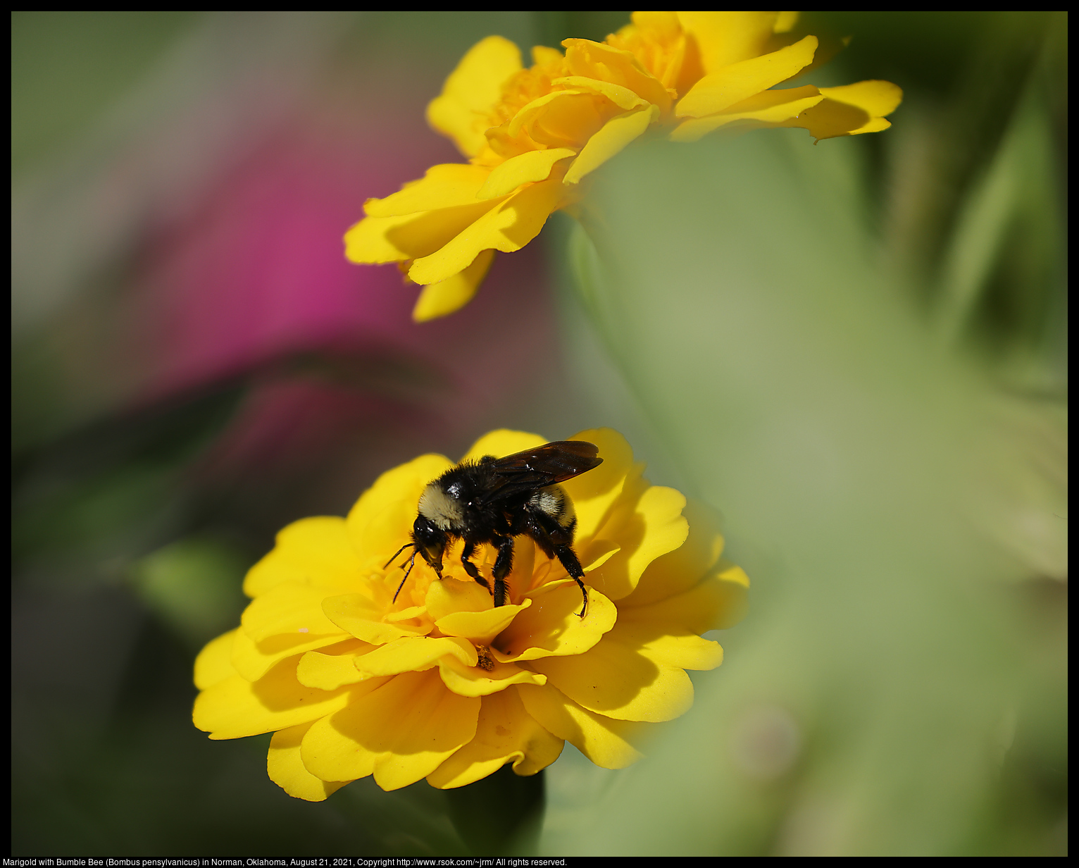 Marigold with Bumble Bee (Bombus pensylvanicus) in Norman, Oklahoma, August 21, 2021