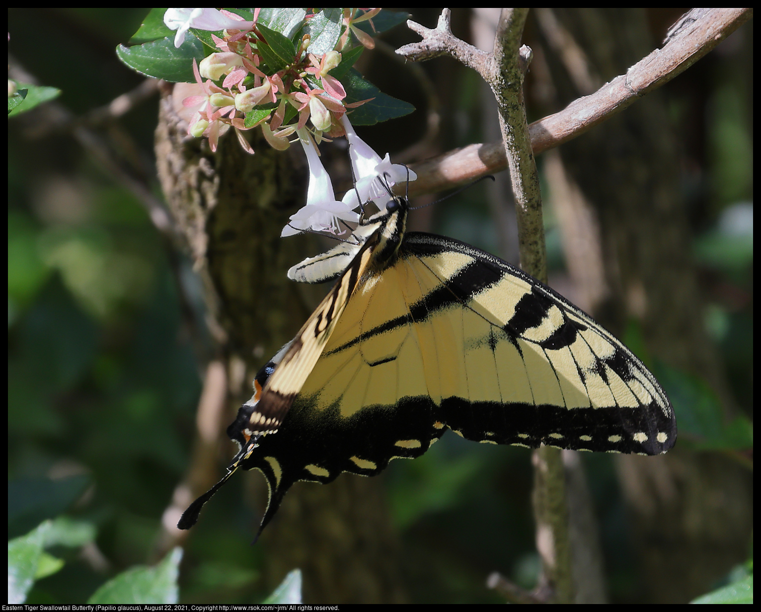 Eastern Tiger Swallowtail Butterfly (Papilio glaucus), August 22, 2021