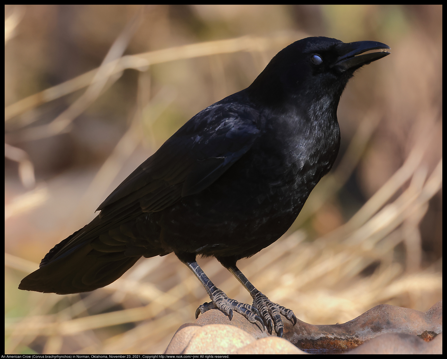 An American Crow (Corvus brachyrhynchos) in Norman, Oklahoma, November 23, 2021