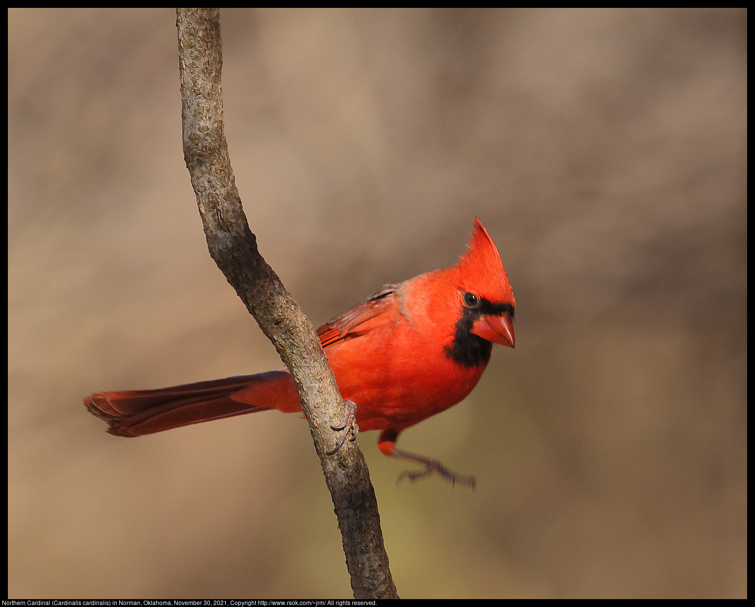 Northern Cardinal (Cardinalis cardinalis) in Norman, Oklahoma, November 30, 2021