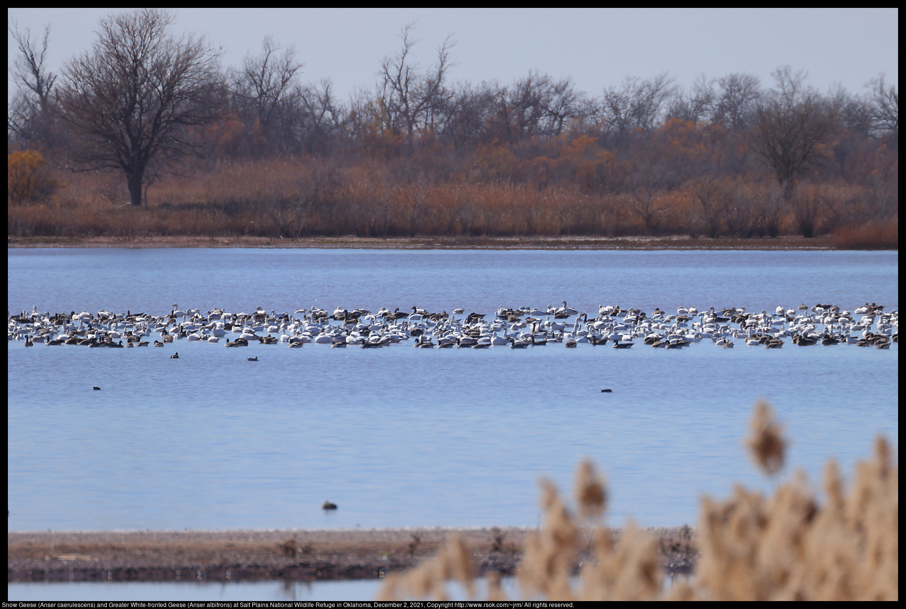 Snow Geese (Anser caerulescens) and Greater White-fronted Geese (Anser albifrons) at Salt Plains National Wildlife Refuge in Oklahoma, December 2, 2021
