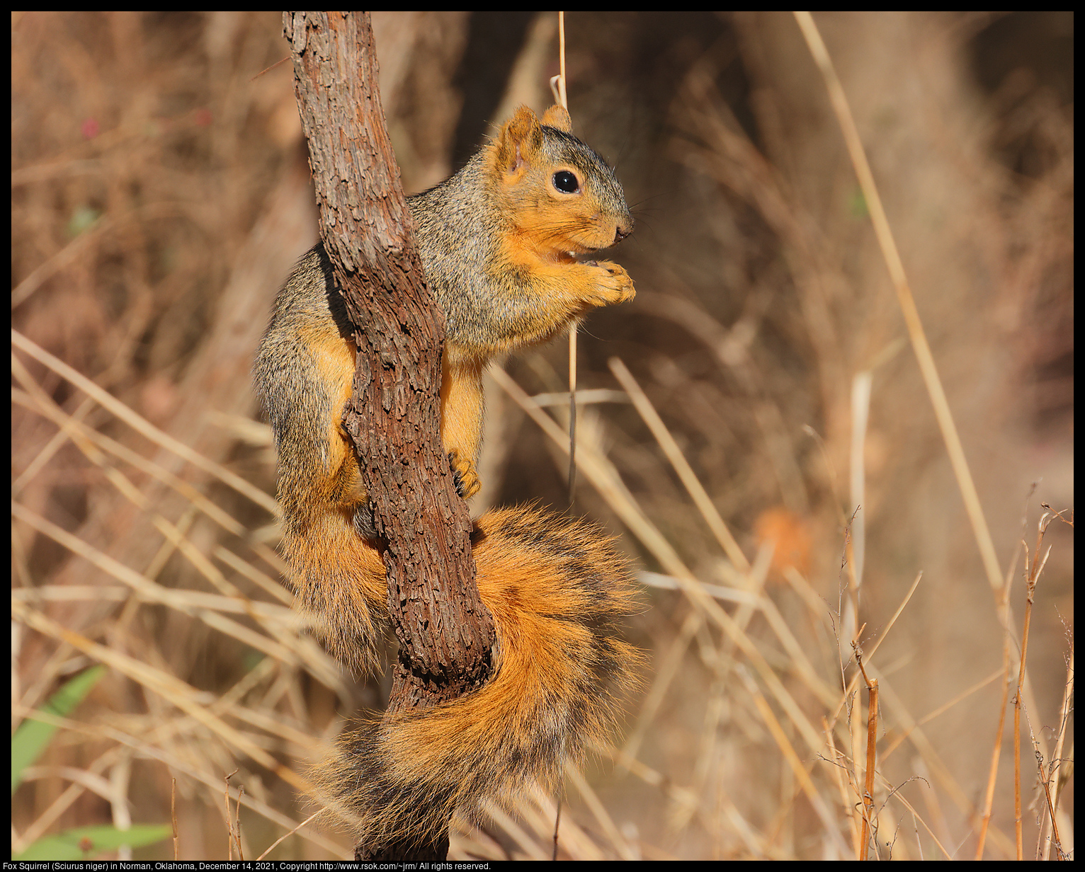 Fox Squirrel (Sciurus niger) in Norman, Oklahoma, December 14, 2021