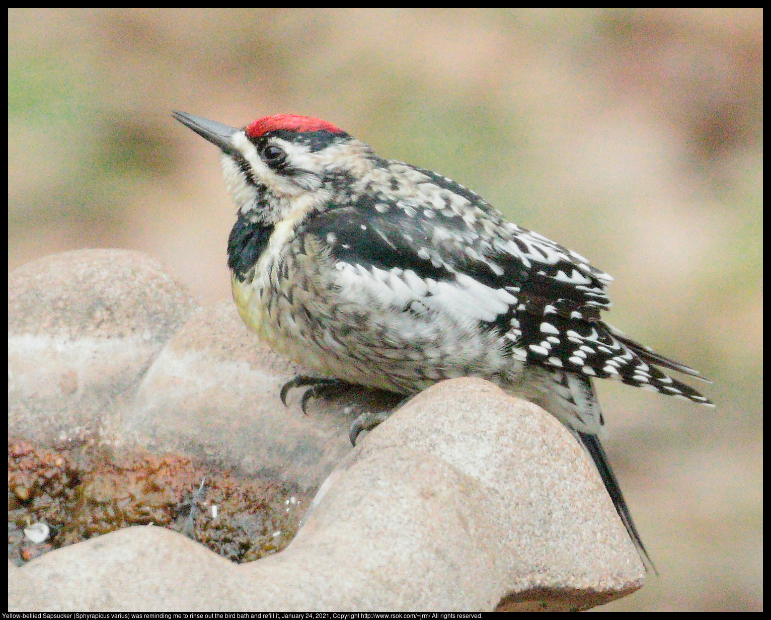 Yellow-bellied Sapsucker (Sphyrapicus varius) was reminding me to rinse out the bird bath and refill it, January 24, 2021