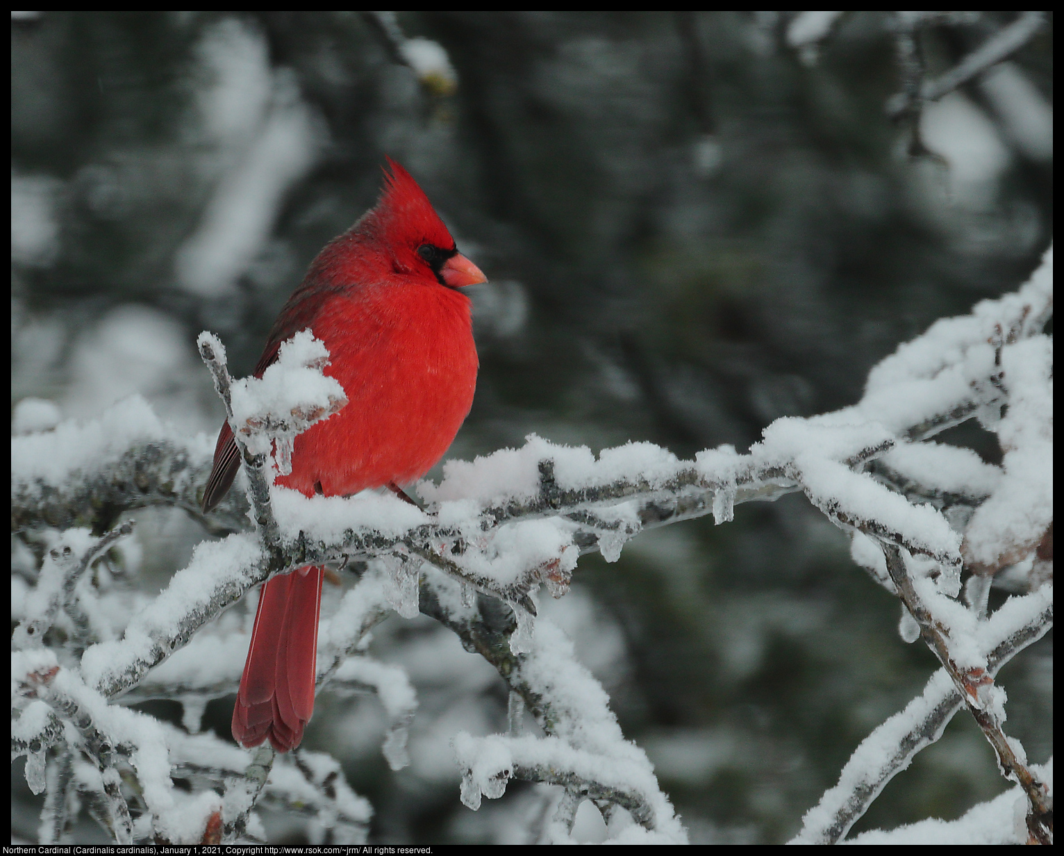Northern Cardinal (Cardinalis cardinalis), January 1, 2021