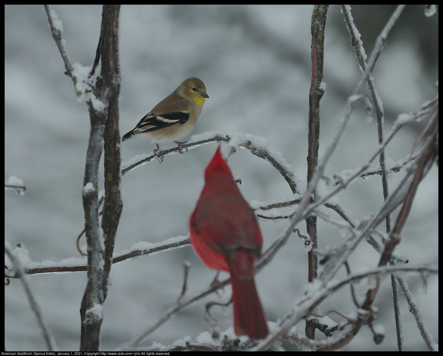 American Goldfinch (Spinus tristis), January 1, 2021