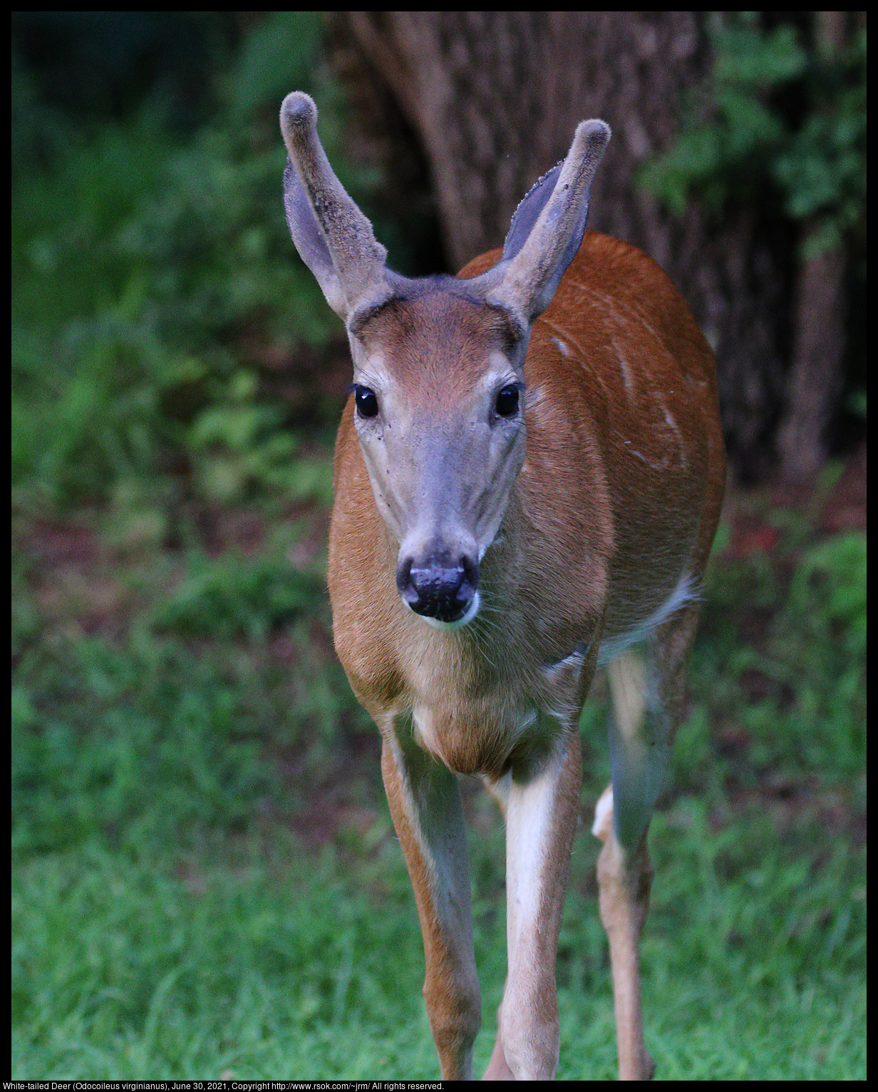 White-tailed Deer (Odocoileus virginianus), June 30, 2021