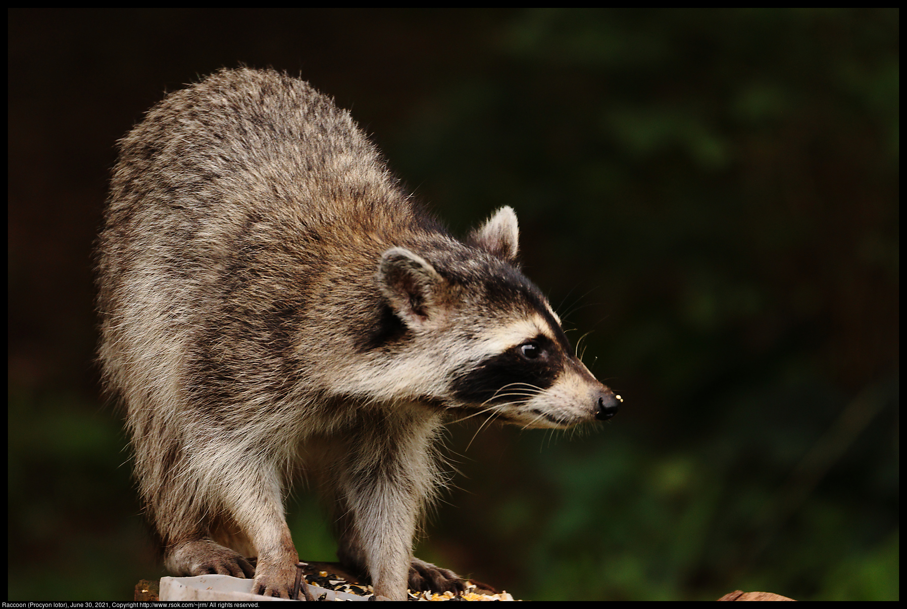 Raccoon (Procyon lotor), June 30, 2021