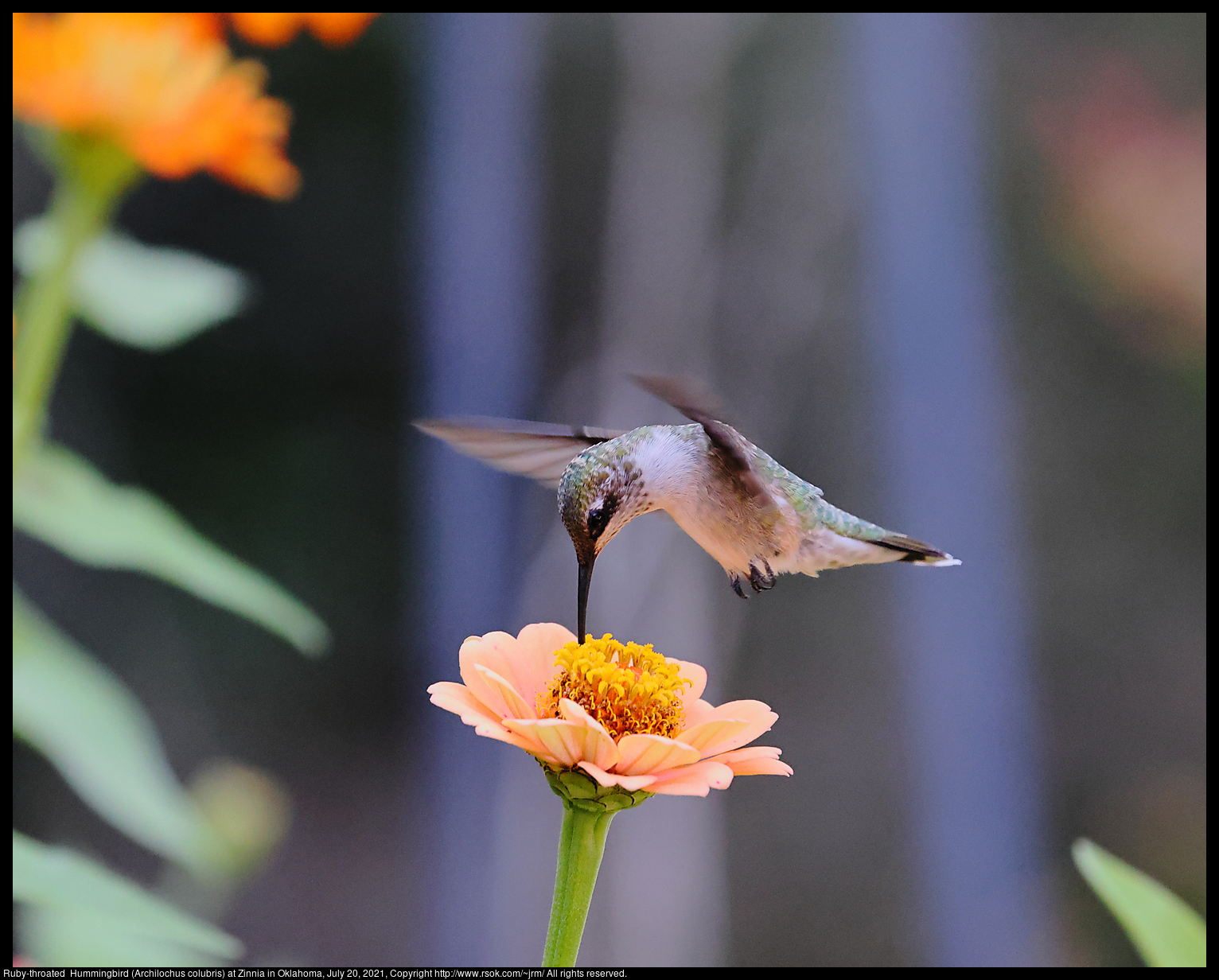 Ruby-throated  Hummingbird (Archilochus colubris) at Zinnia in Oklahoma, July 20, 2021