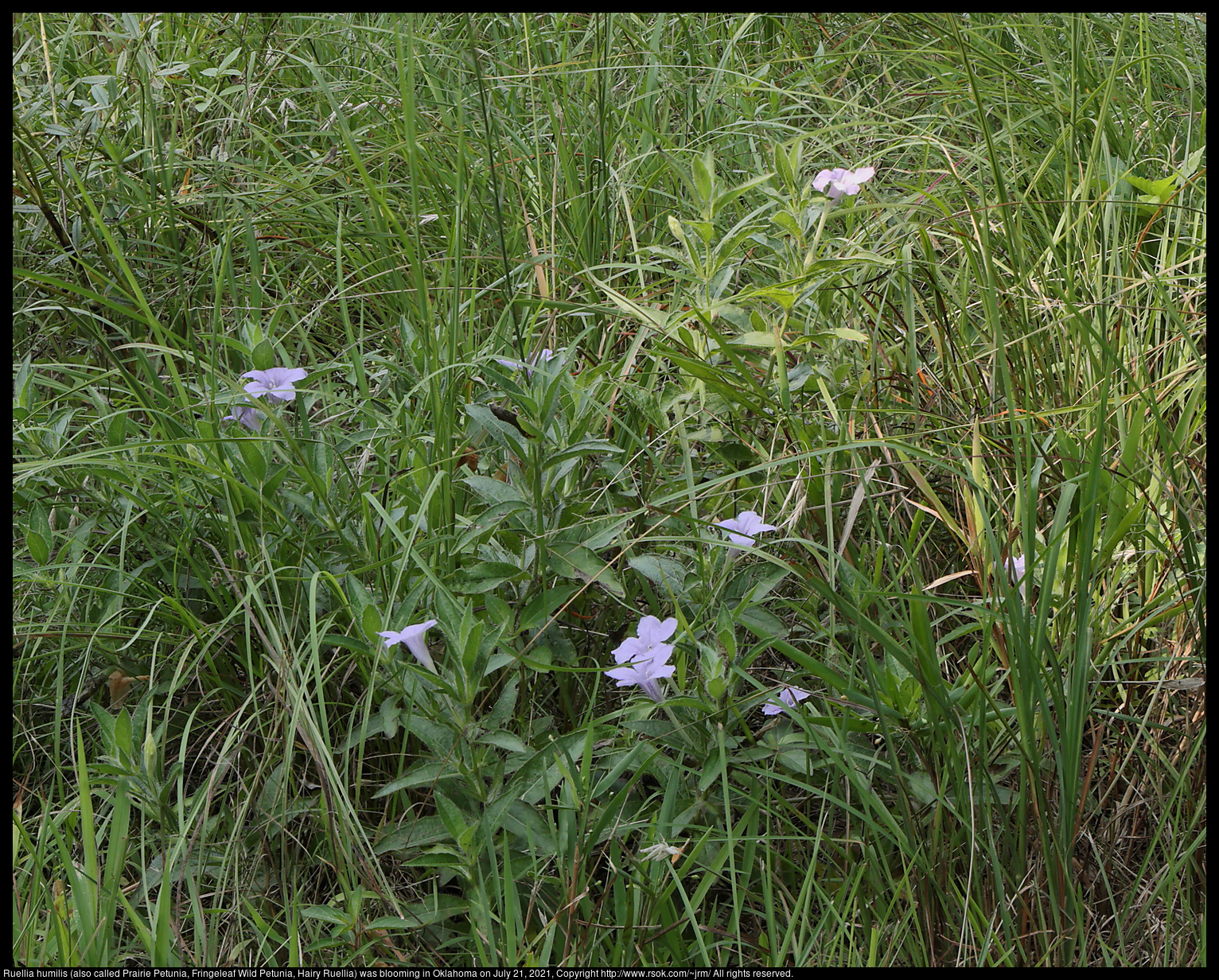 2021jul21_ruellia_IMG_2788-Ruellia humilis (also called Prairie Petunia, Fringeleaf Wild Petunia, Hairy Ruellia) was blooming in Oklahoma on July 21, 2021