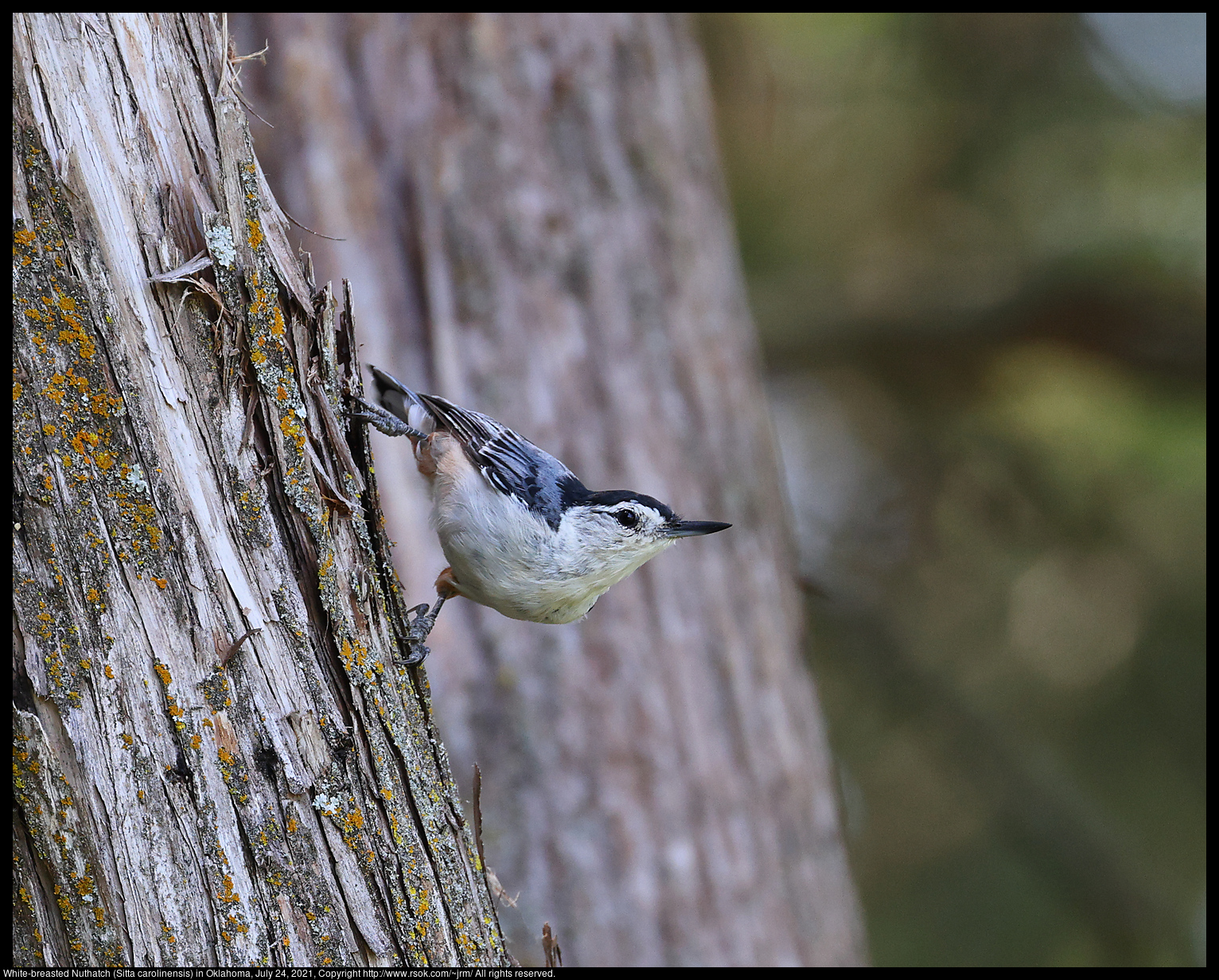White-breasted Nuthatch (Sitta carolinensis) in Oklahoma, July 24, 2021