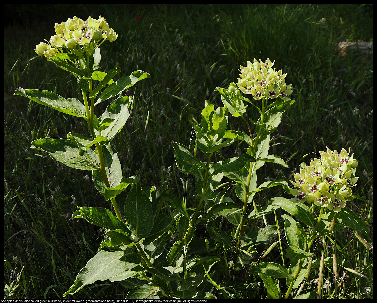 Asclepias viridis (also called green milkweed, spider milkweed, green antelope horn), June 3, 2021