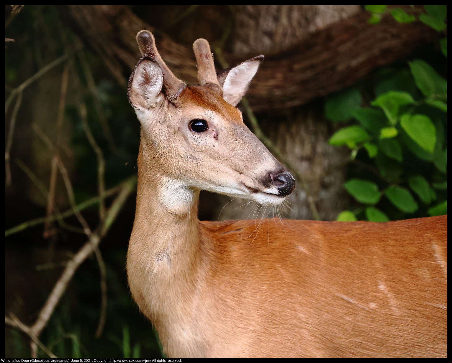 White-tailed Deer (Odocoileus virginianus), June 5, 2021