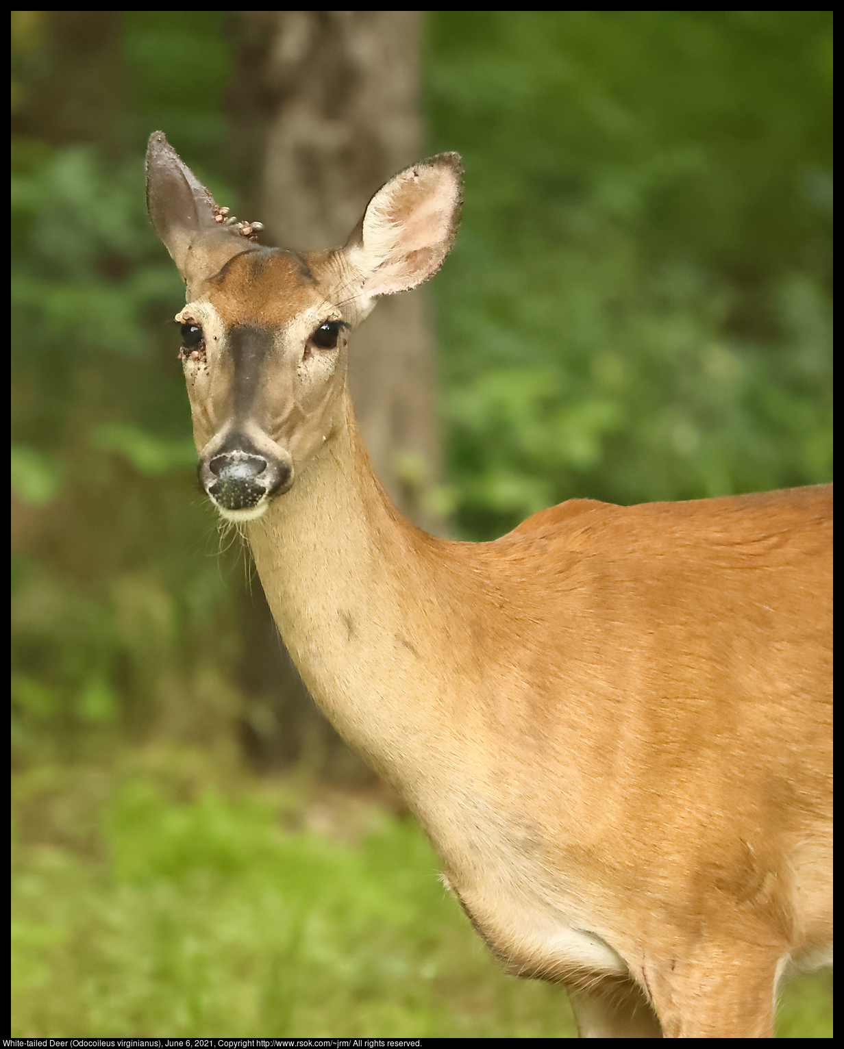 White-tailed Deer (Odocoileus virginianus), June 6, 2021