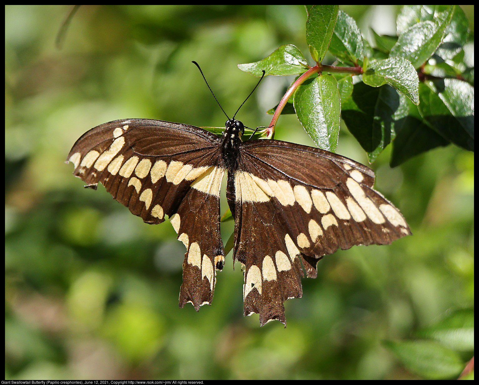 Giant Swallowtail Butterfly (Papilio cresphontes), June 12, 2021