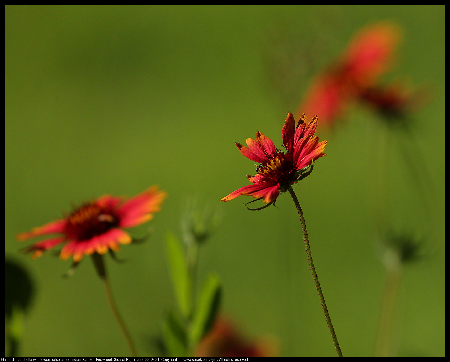 Gaillardia pulchella wildflowers (also called Indian Blanket, Firewheel, Girasol Rojo), June 22, 2021