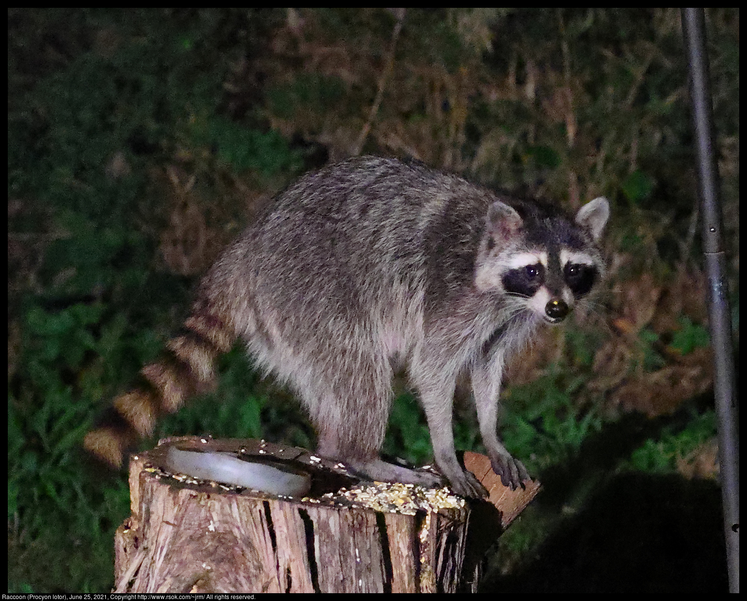 Raccoon (Procyon lotor), June 25, 2021