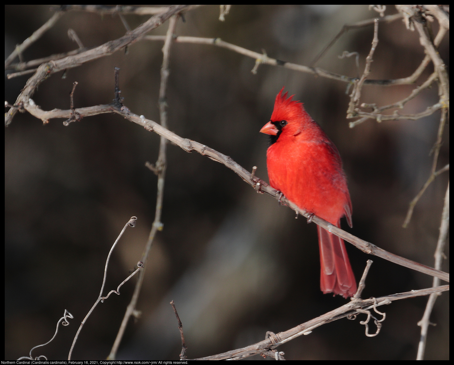 Northern Cardinal (Cardinalis cardinalis), February 16, 2021