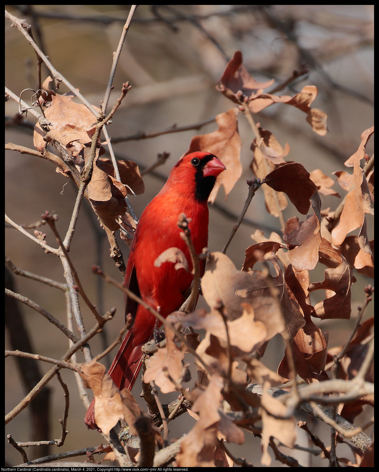 Northern Cardinal (Cardinalis cardinalis), March 4, 2021